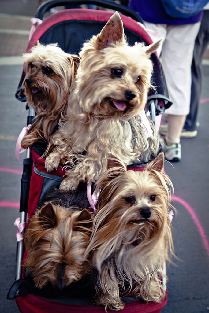 bark-and-believe_dogs-on-the-walk Bark and Believe Dogs