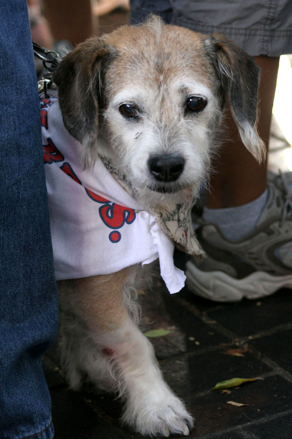 Bark and Believe Dog Waiting