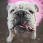 pug in a tutu